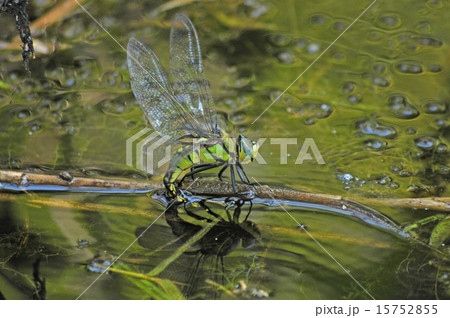 クロスジギンヤンマの産卵 クロスジギンヤンマの産卵 15752855