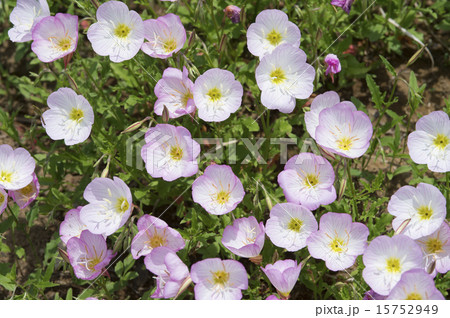 エノテラの花 15752949