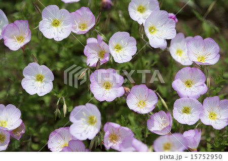 エノテラの花 エノテラの花 15752950