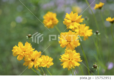 コレオプシスの花 コレオプシスの花 15752951