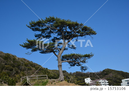 秋谷の立石公園の松 15753106