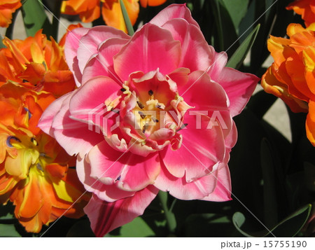 コロンブス 15755190