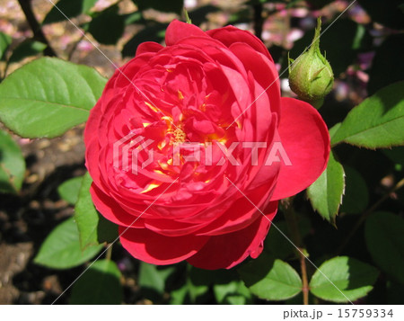 イングリッシュローズ　ベンジャミン・ブリテン 15759334