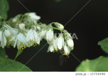 生き物　昆虫　ウツギヒメハナバチ、ウツギの花に集まるヒメハナバチです 15759490