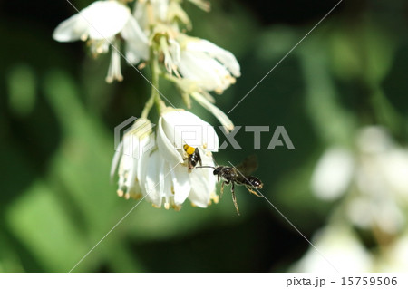 生き物　昆虫　ウツギヒメハナバチ、花粉集めに忙しいメスにちょっかいを出すオスです 15759506