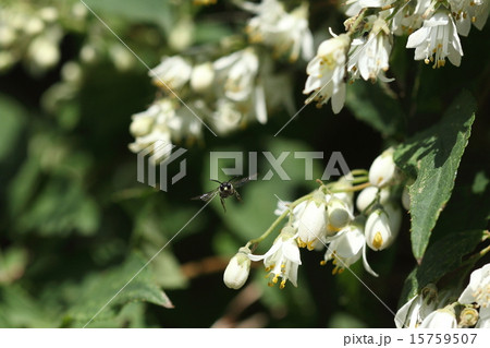 生き物　昆虫　ウツギヒメハナバチ、顔の真ん中の黄色い鼻の模様がオスの目印です 15759507