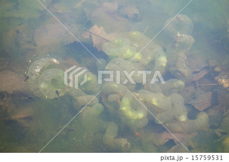 エゾサンショウウオの卵 15759531