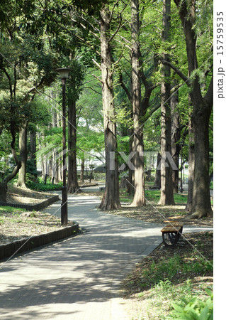 公園　メタセコイアスギ 15759535