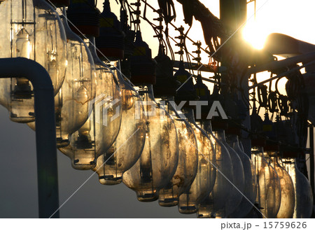 函館漁港のイカ釣り船 15759626