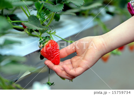 イチゴ狩り 15759734