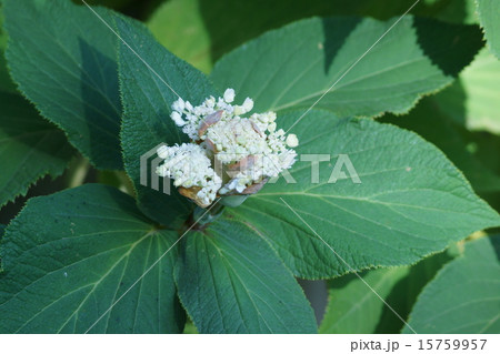 瓔珞玉紫陽花 ヨウラクタマアジサイと申します の写真素材 瓔珞玉紫陽花 ヨウラクタマアジサイと申します の写真素材