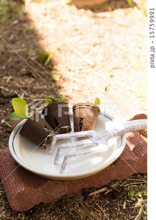 ガーデニング　苗の植え付け 15759991