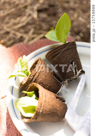 ガーデニング　苗の植え付け 15759999