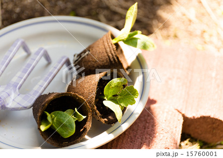 ガーデニング　苗の植え付け 15760001