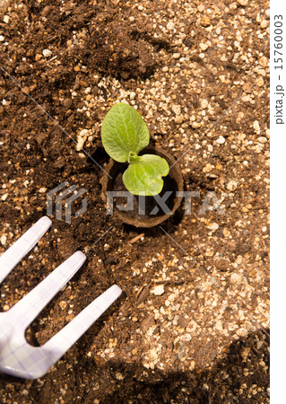 ガーデニング　苗の植え付け 15760003