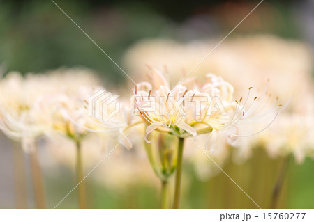 彼岸花 リコリス白 彼岸花 リコリス白 15760277