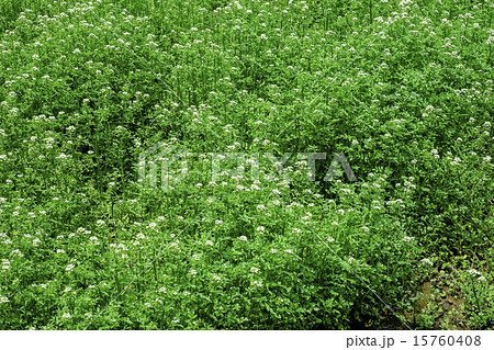 クレソンの花 15760408
