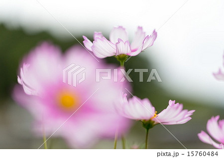 コスモス ピコティ(ホワイト) コスモス ピコティ(ホワイト) 15760484
