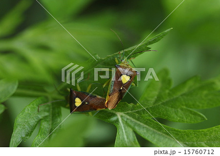 生き物 昆虫 エサキモンキツノカメムシ 背中のハートマークが目印 子育てをする昆虫ですの写真素材