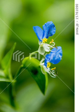 ツユクサ 15761090