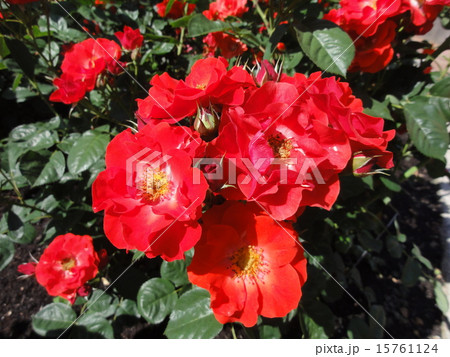 アムステルダム 薔薇 アムステルダム 薔薇 15761124