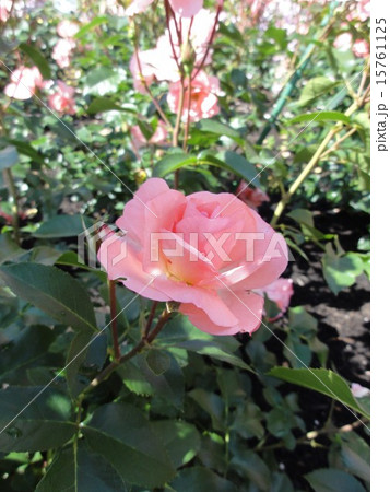 ジャルダンドゥフランス 薔薇 ジャルダンドゥフランス 薔薇 15761125