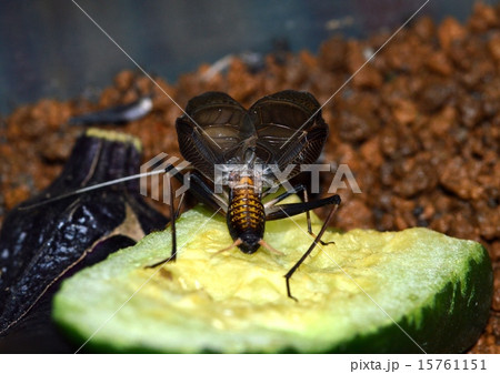 鈴虫の雄 15761151