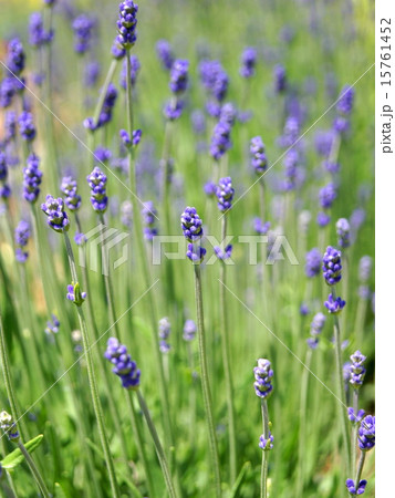 イングリッシュラベンダー 15761452