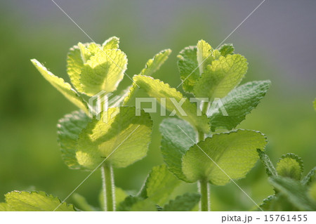 アップルミント アップルミント 15761455