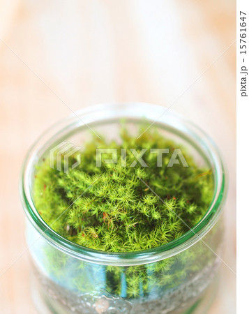 苔盆栽・縦 15761647