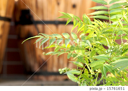 ホザキナナカマド ホザキナナカマド 15761651