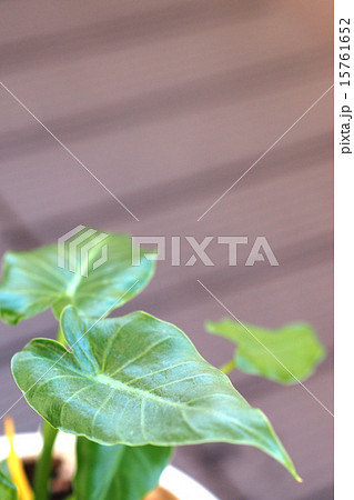 クワズイモ 15761652