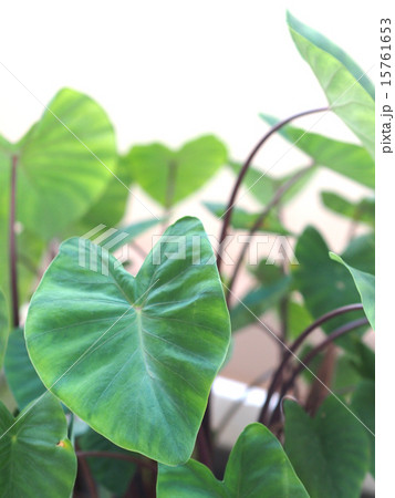 八つ頭 八つ頭 15761653