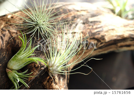 エアプランツ エアプランツ 15761656