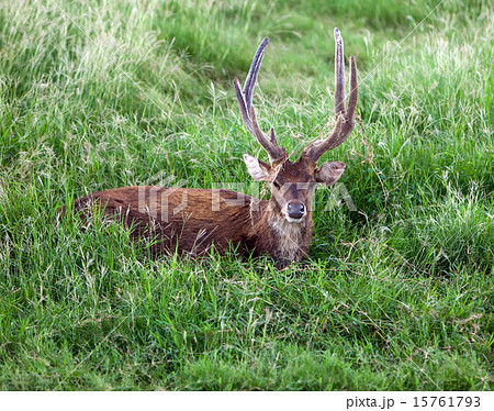 adult red deer 15761793