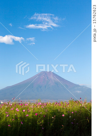 富士山 (8月 コスモス) 富士山 (8月 コスモス) 15762623