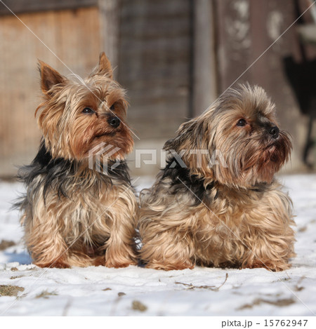 Beautiful Yorkshire Terriers in winter 15762947