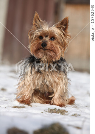 Beautiful Yorkshire Terrier in winter 15762949