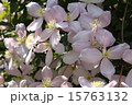 クレマチス 15763132