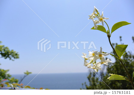 青空と白い花 15763181