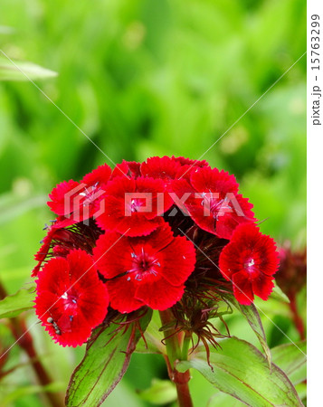 ナデシコ 赤の花びら 縦位置の写真素材