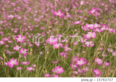 ムギナデシコ 15763737