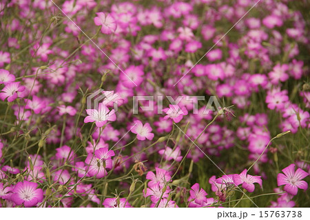 ムギナデシコ 15763738