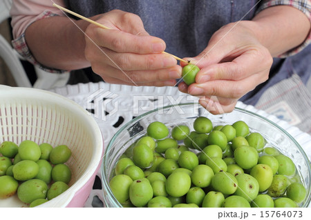 梅の下ごしらえ 15764073