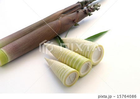 タケノコ（ハチク) 15764086