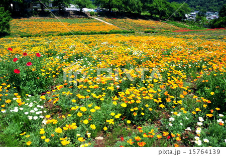 埼玉県　長瀞町　花の里「ハナビシソウ園」　 15764139
