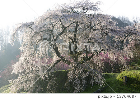 早朝の又兵衛桜/奈良県 宇陀市 早朝の又兵衛桜/奈良県 宇陀市 15764687