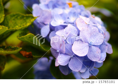 紫陽花 15765101