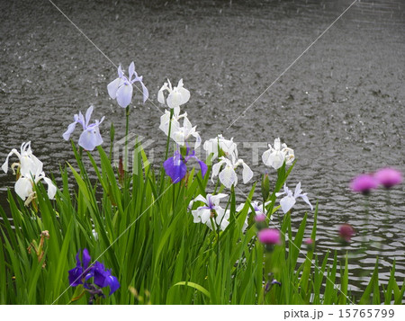 水辺のショウブ 15765799