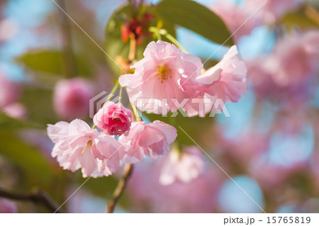 Sakura. beautiful cherry blossom in springtime Sakura. beautiful cherry blossom in springtime 15765819